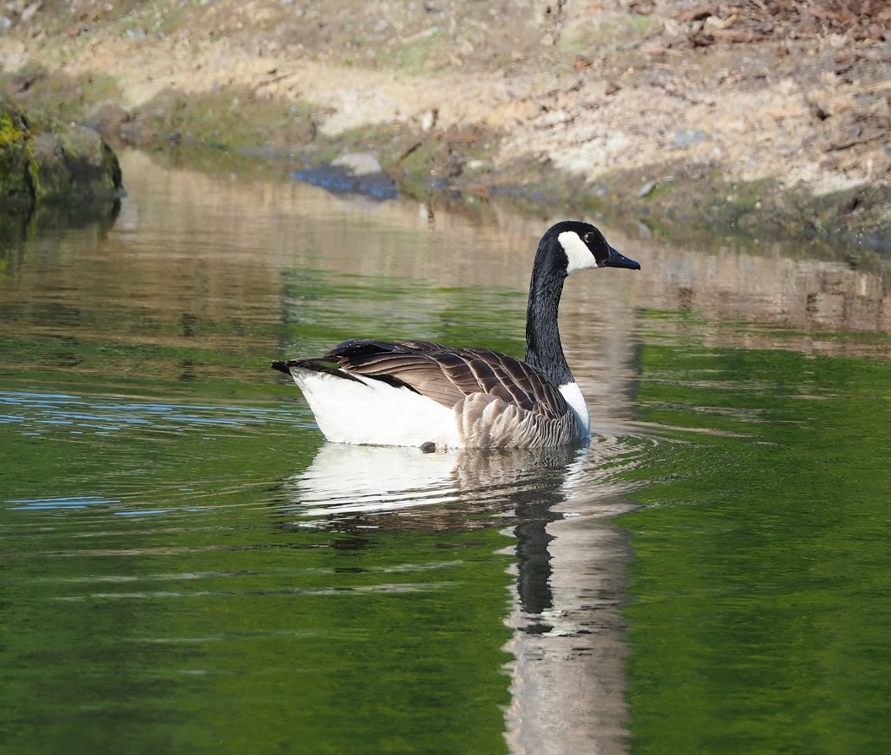 Feral Canada goose (Branta canadensis), 2023-05-16