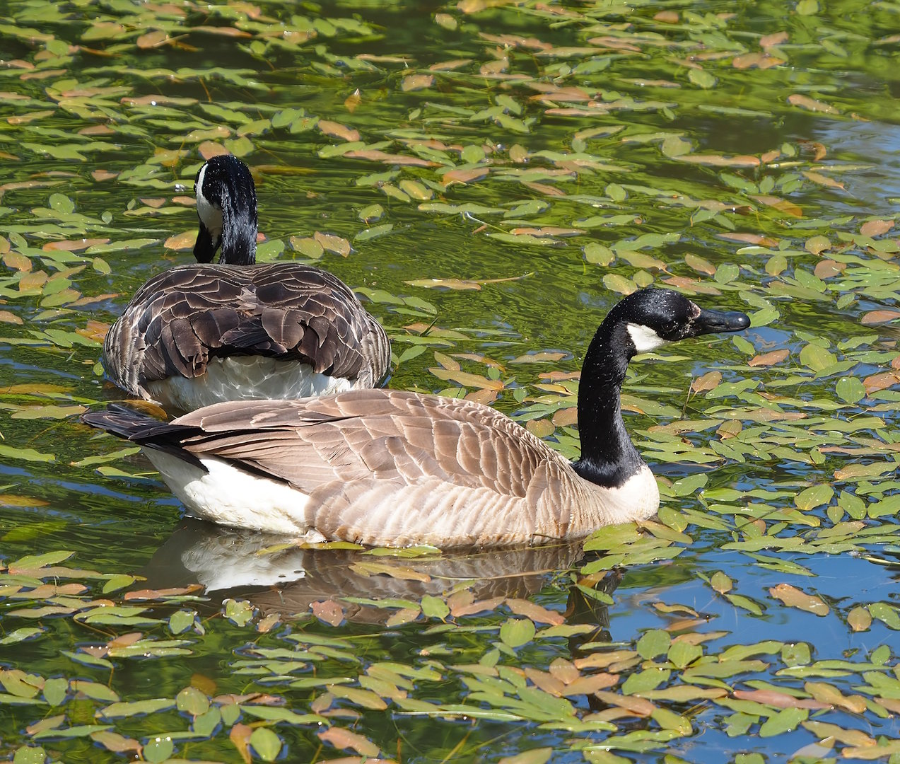 Feral Canada goose (Branta canadensis), 2023-05-19