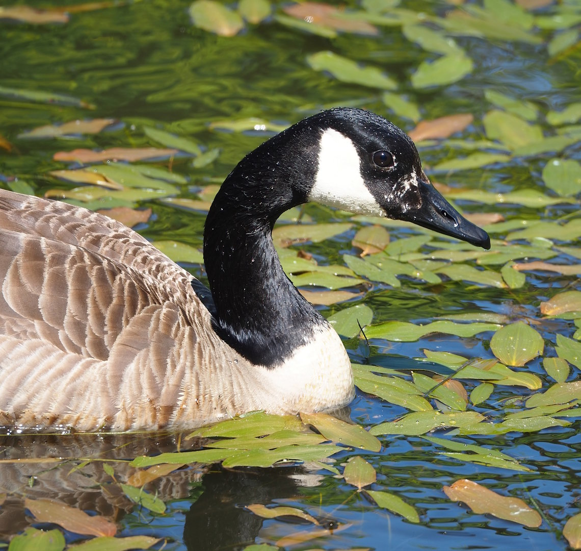 Feral Canada goose (Branta canadensis), 2023-05-19