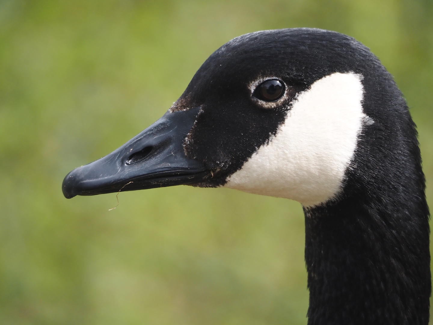Feral Canada goose (Branta canadensis), 2024-04-06