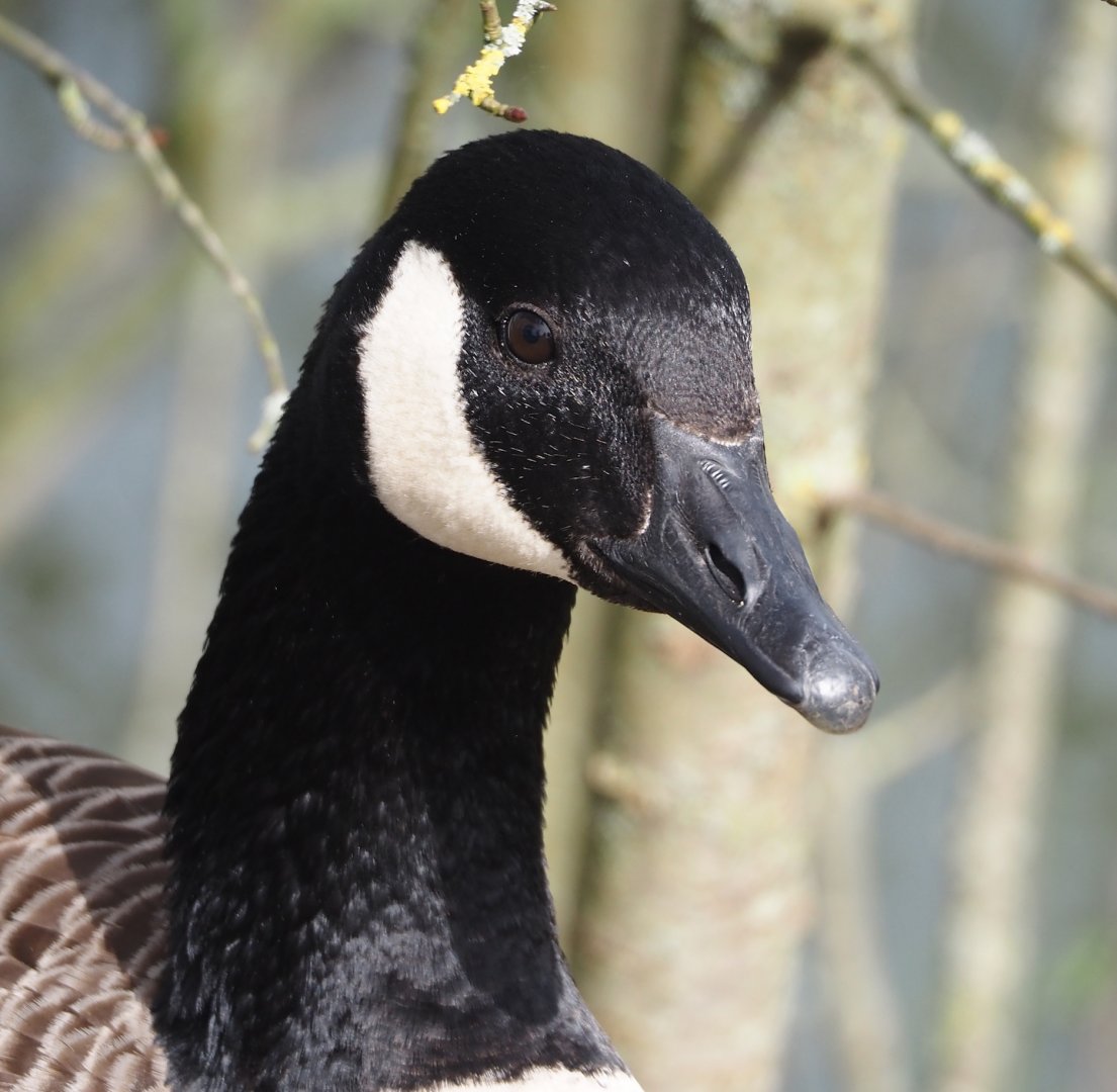 Feral Canada goose (Branta canadensis), 2024-04-06