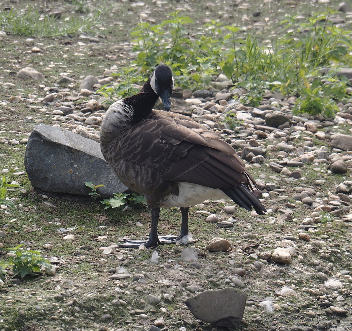 Feral Canada goose (Branta canadensis), 2024-08-05