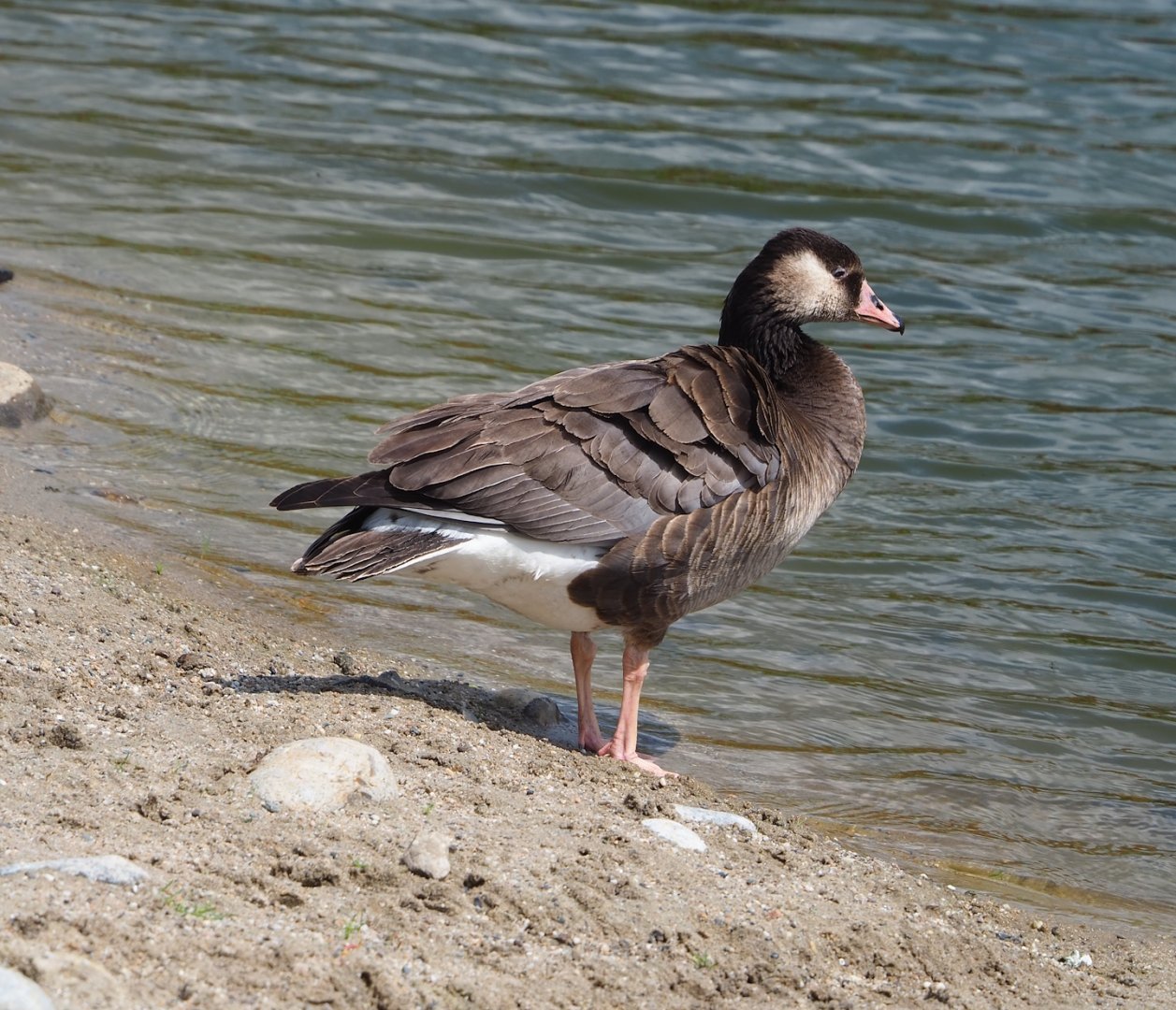 Feral Canada goose (Branta canadensis) and Greylag goose (Anser anser) hybrid, 2023-05-16