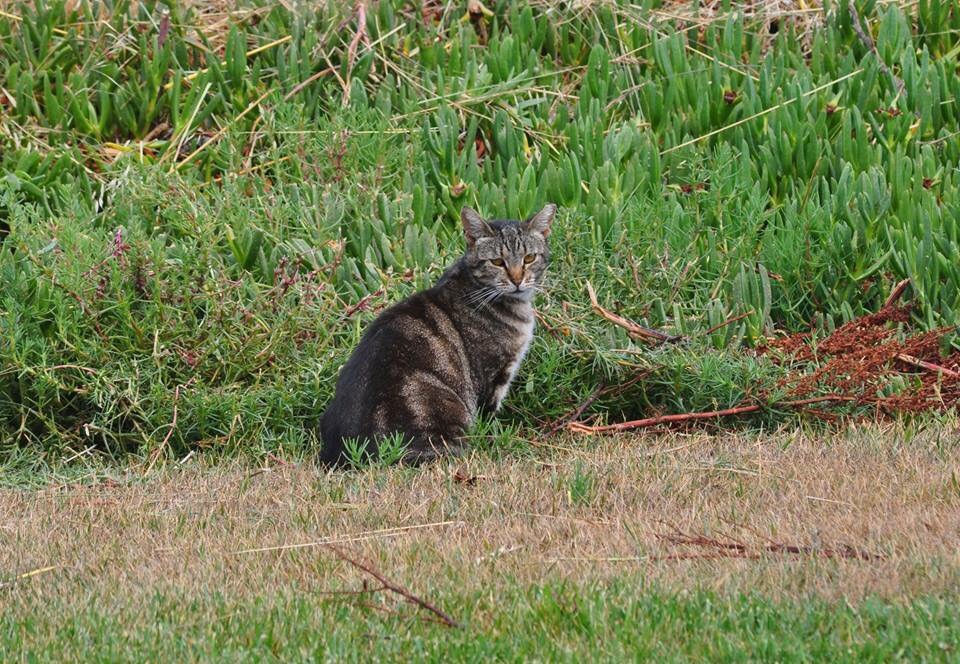 Feral Cat - California