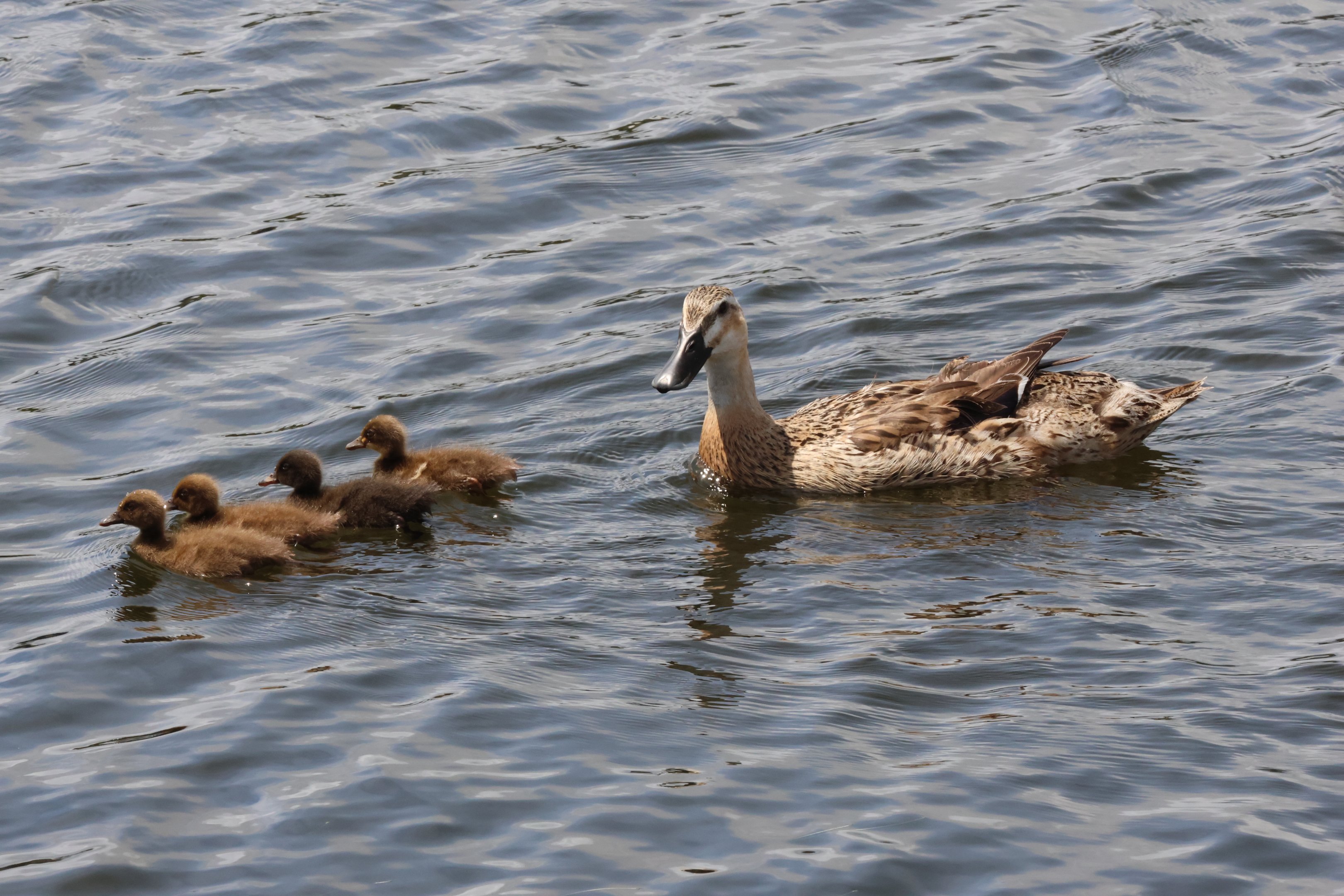 Feral-Domestic Mallard (Anas platyrhynchos) and ducklings, Waimanu Lagoons Reserve (Waikanae, Wellington)