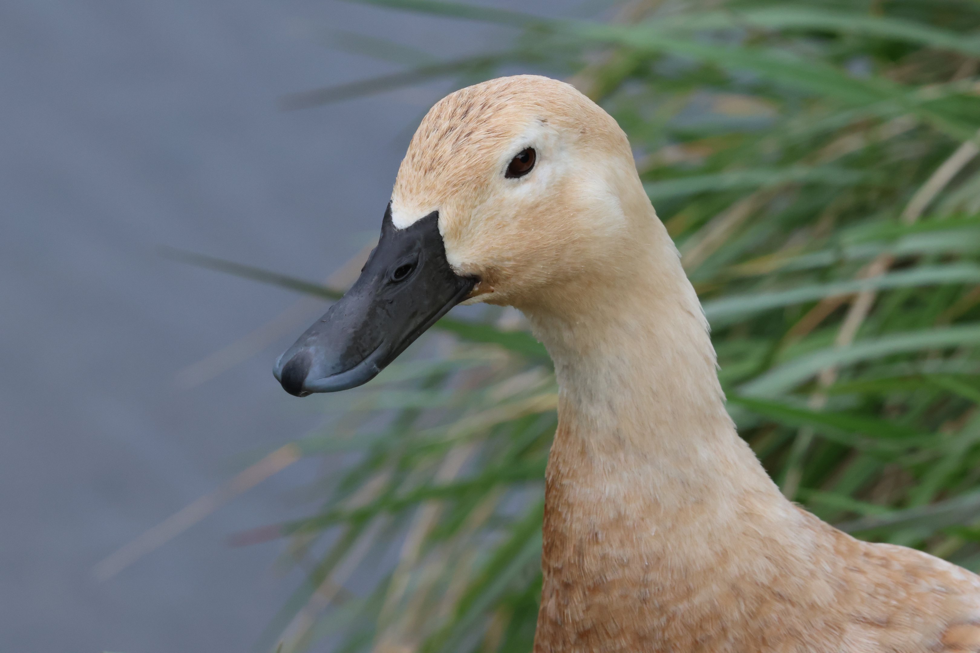 Feral-Domestic Mallard (Anas platyrhynchos), Waimanu Lagoons Reserve (Waikanae, Wellington)