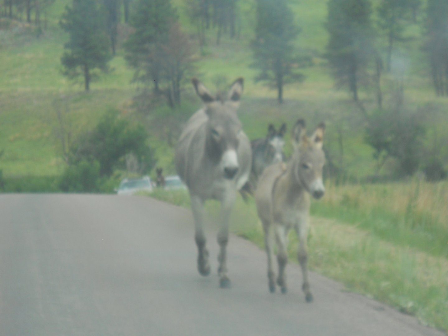 Feral donkeys in Custer State Park