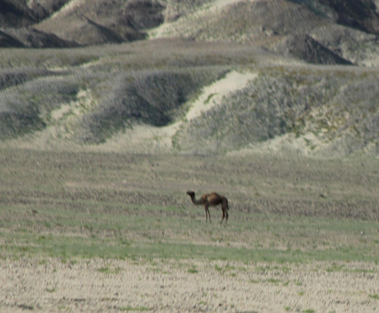 Feral Dromedary