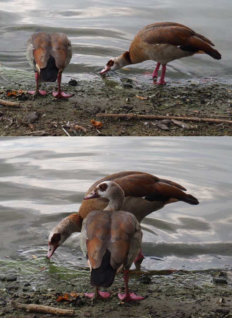 Feral  Egyptian geese (Alopochen aegyptiaca), 2020-09-02