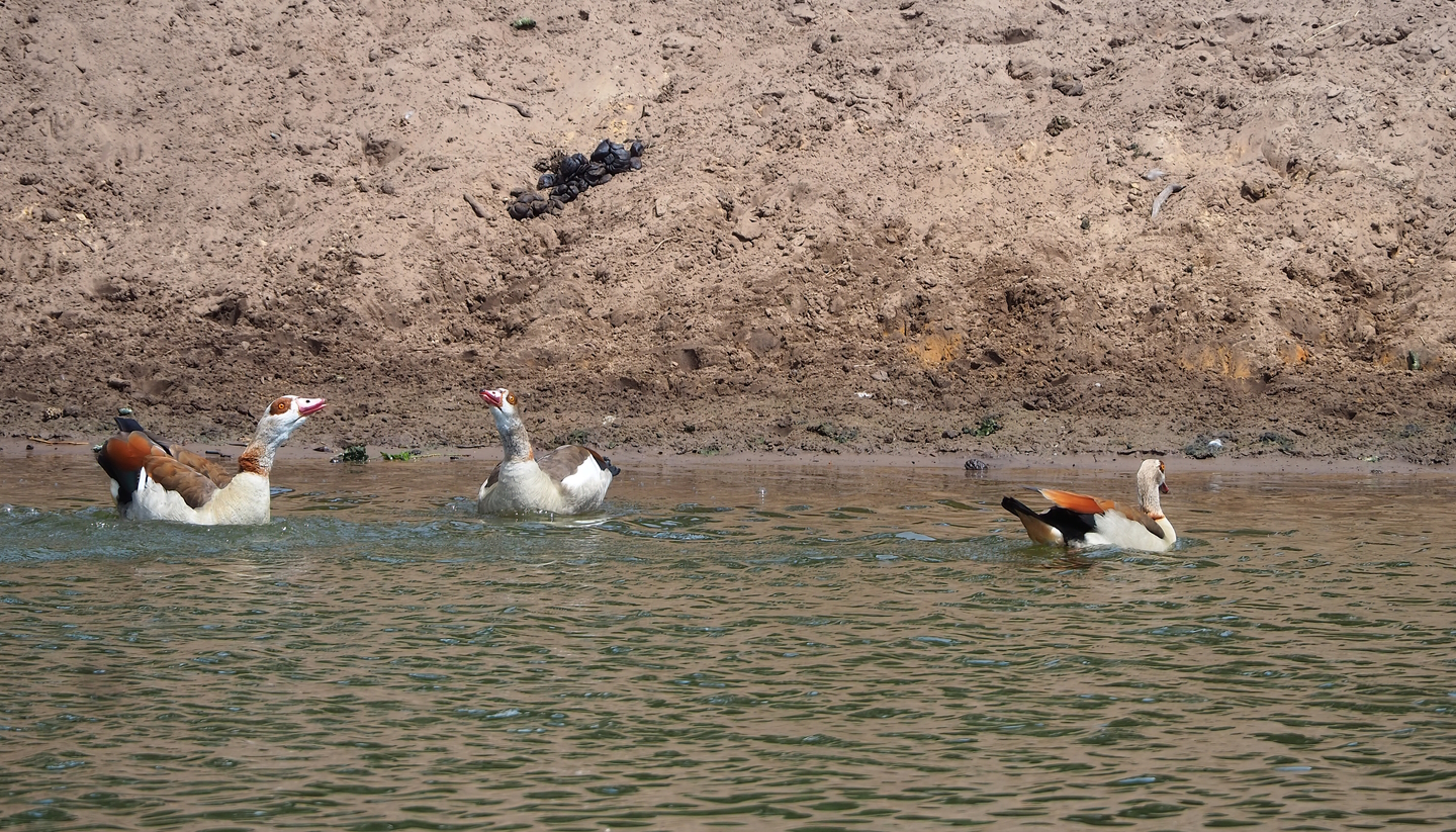Feral Egyptian geese  (Alopochen aegyptiaca), 2022-06-12