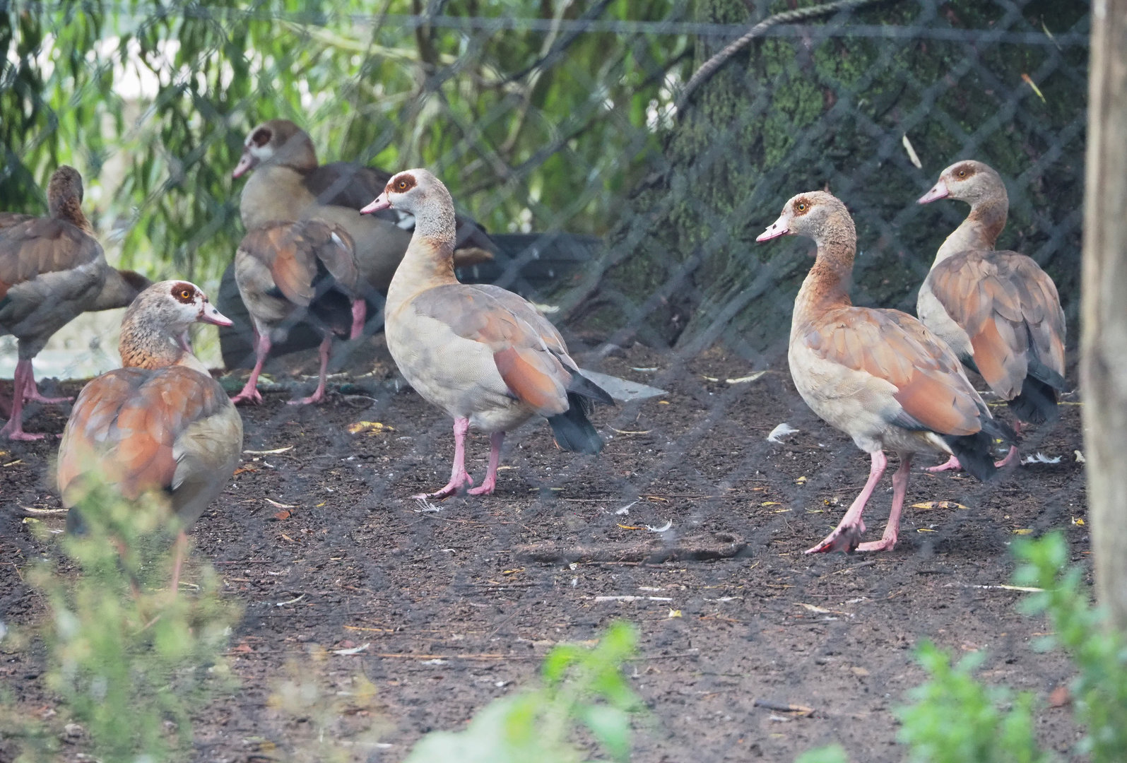Feral Egyptian geese (Alopochen aegyptiaca), 2022-09-15