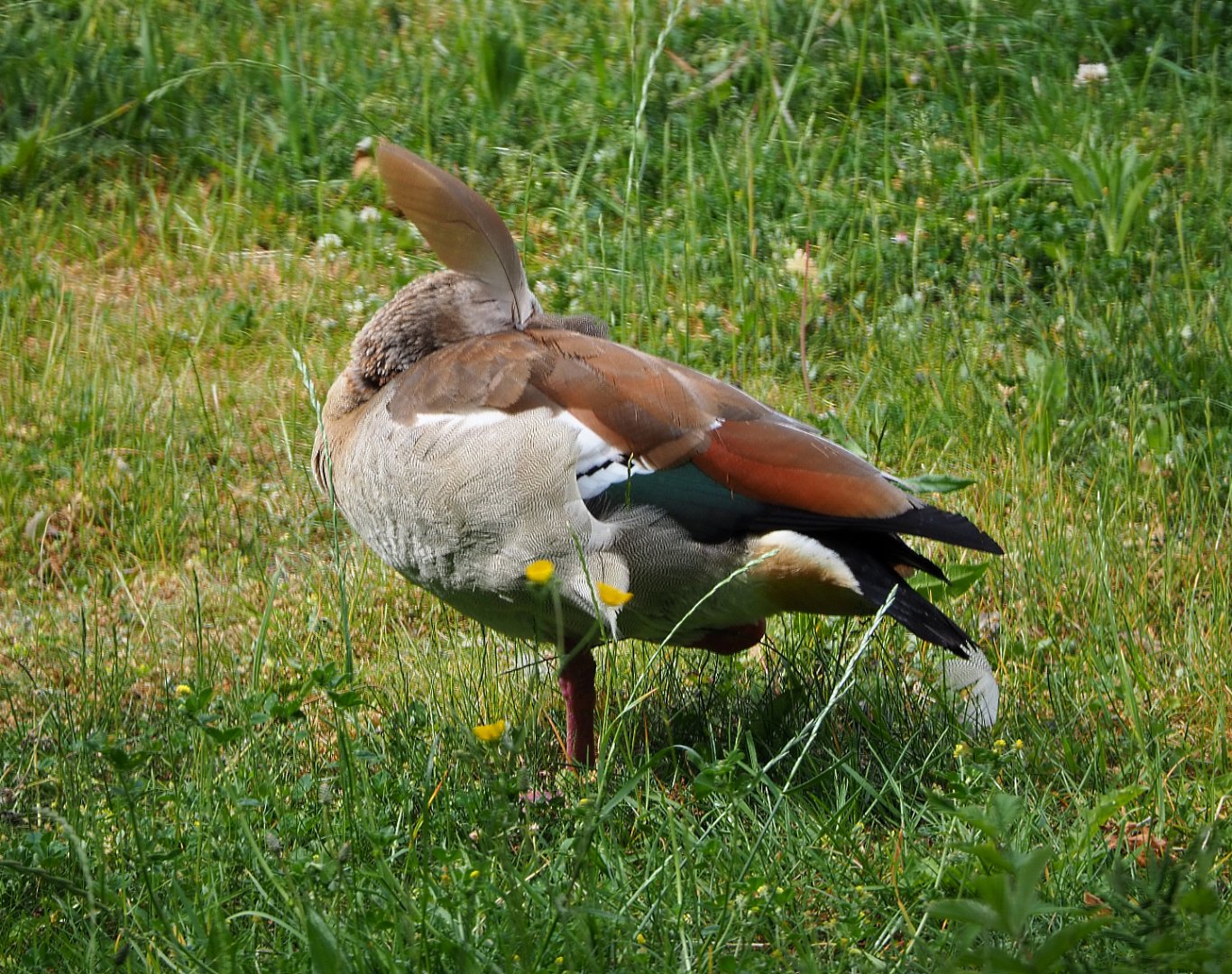 Feral Egyptian goose (Alopochen aegyptiaca), 2020-05-23