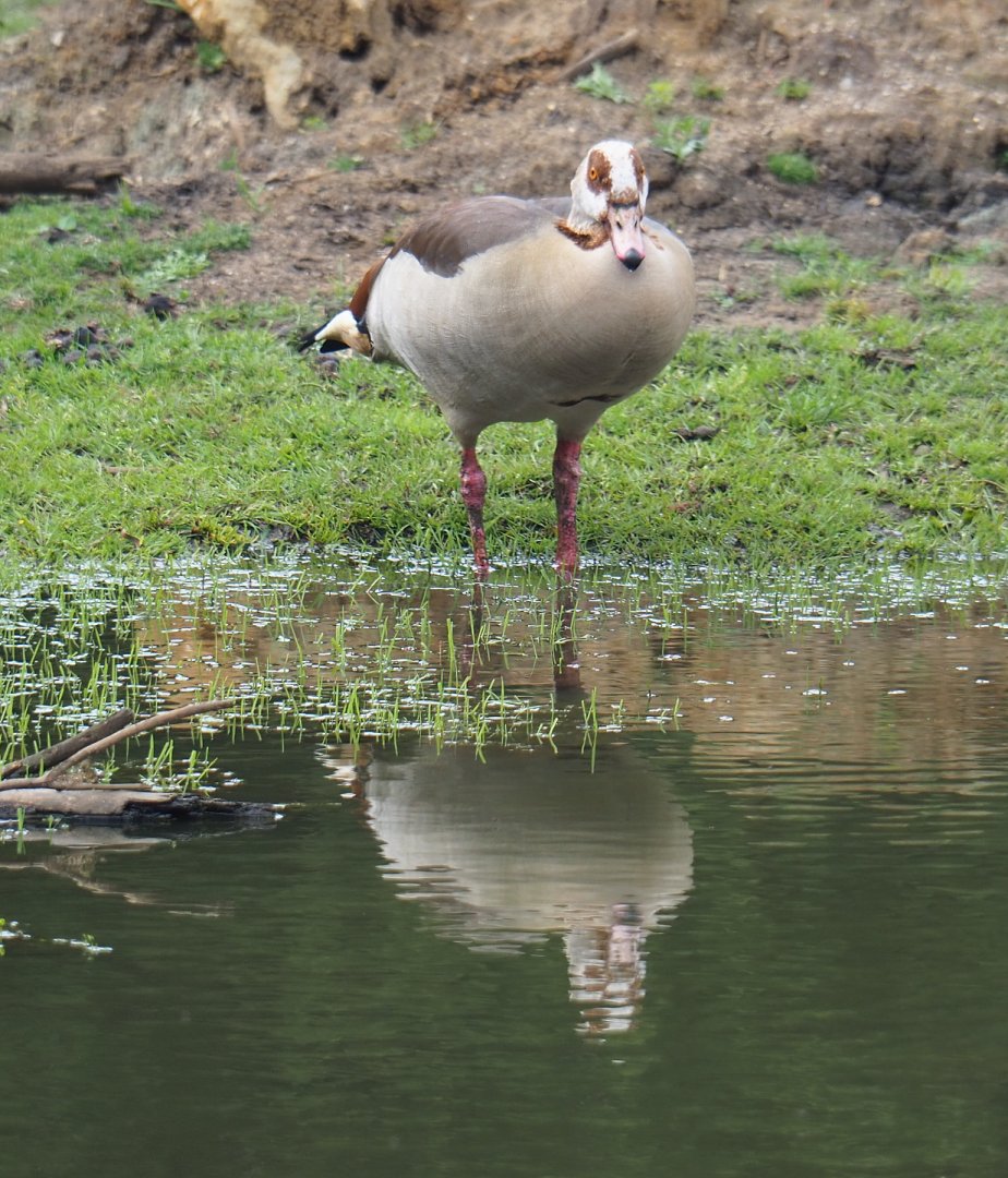 Feral Egyptian goose (Alopochen aegyptiaca), 2020-06-20