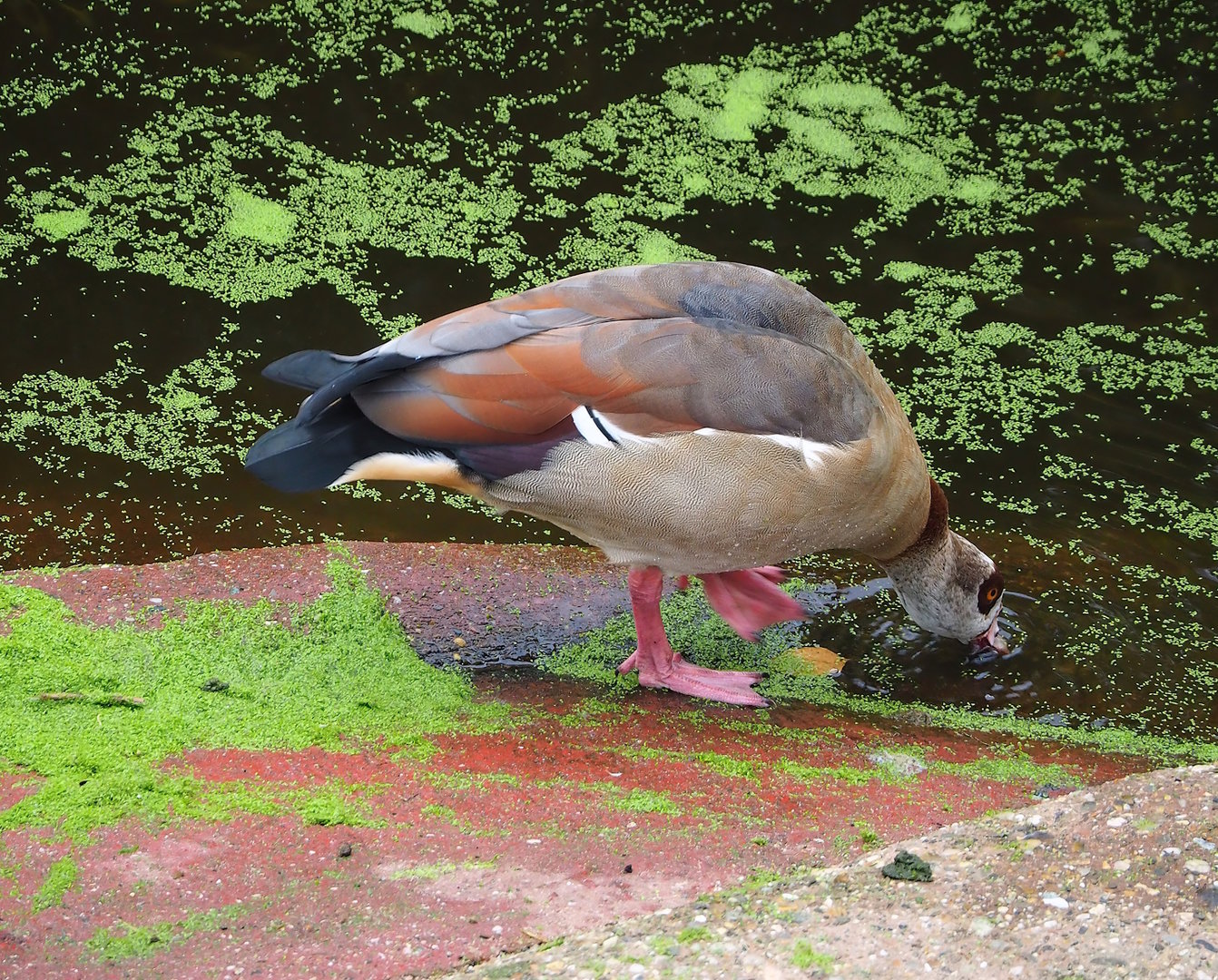 Feral Egyptian goose (Alopochen aegyptiaca), 2022-10-29