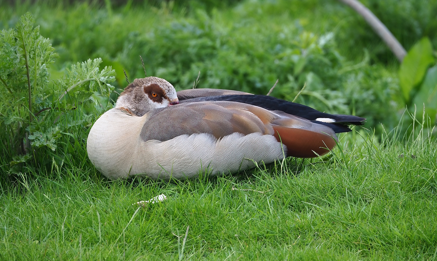 Feral Egyptian goose (Alopochen aegyptiaca), 2023-05-16