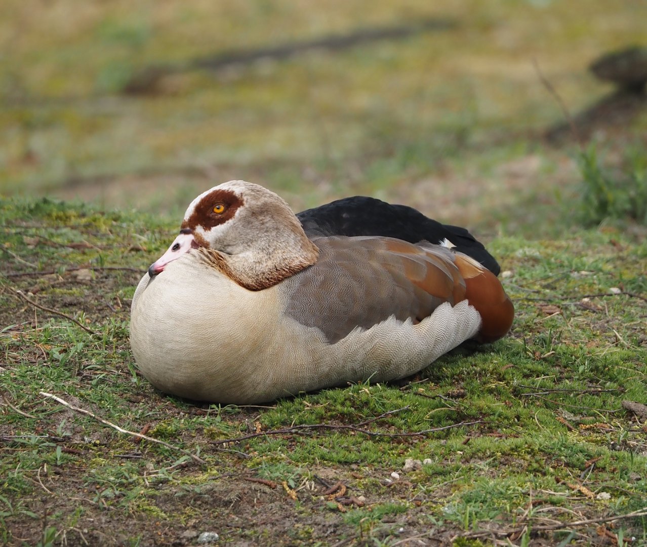 Feral Egyptian goose (Alopochen aegyptiaca), 2024-04-06
