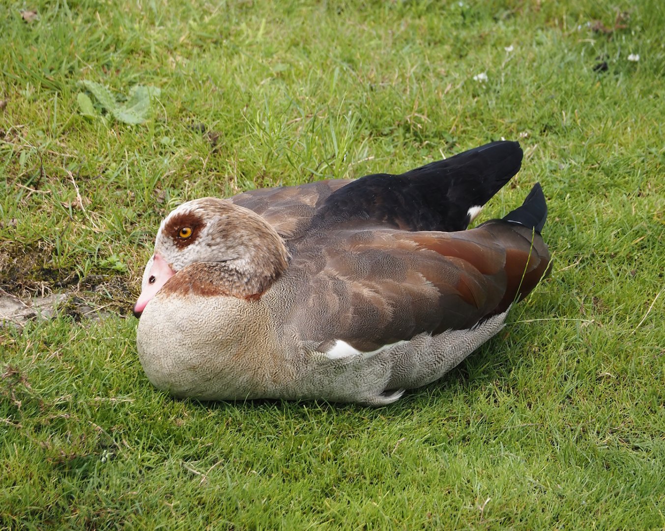 Feral Egyptian goose (Alopochen aegyptiaca), 2024-08-05