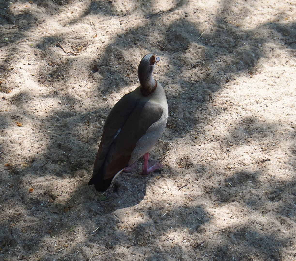 Feral Egyptian goose (Alopochen aegyptiacus), 2019-04-20