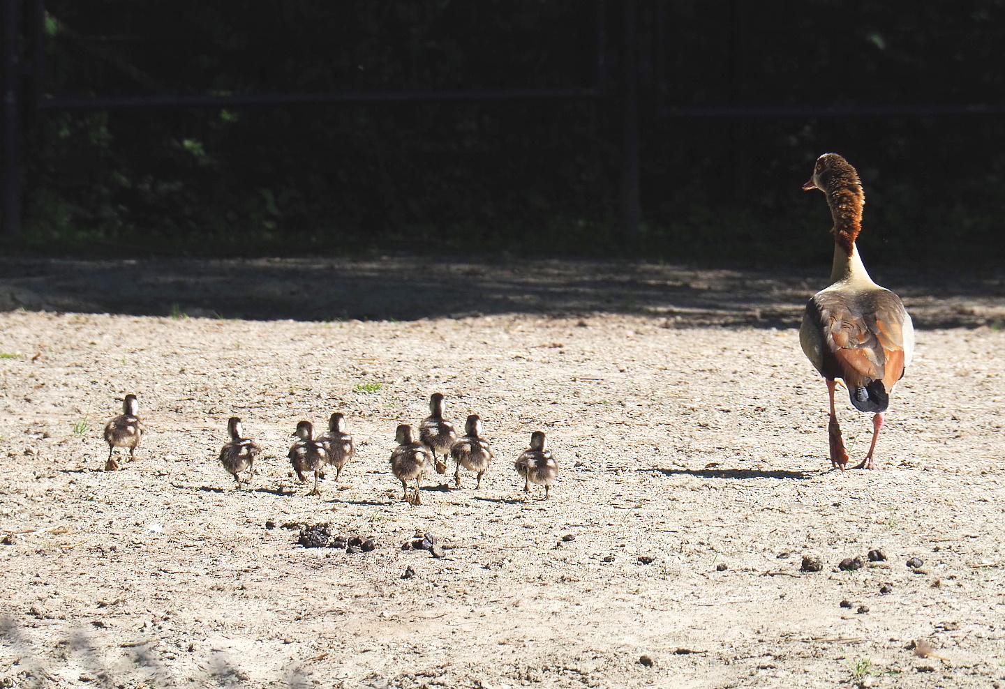 Feral Egyptian goose with chicks (Alopochen aegyptiaca), 2021-06-01