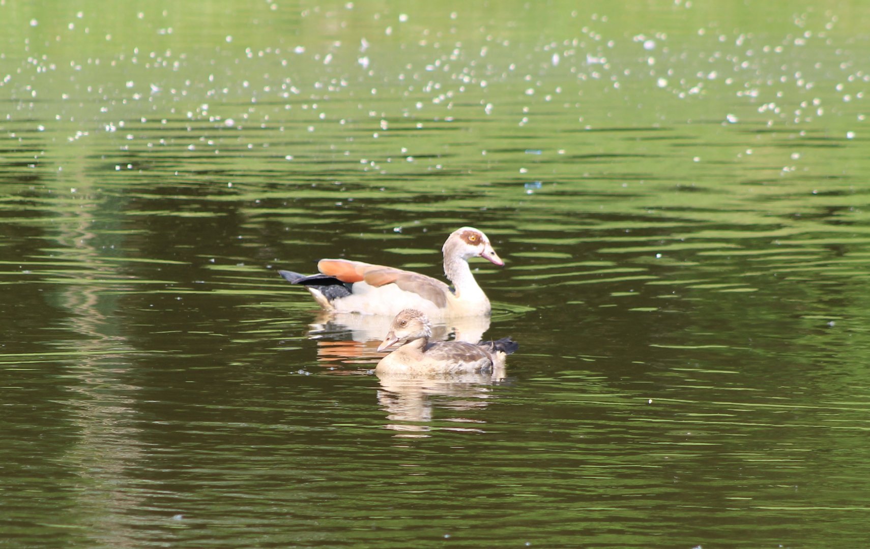 Feral Egyptian goose with goosling at the Outback