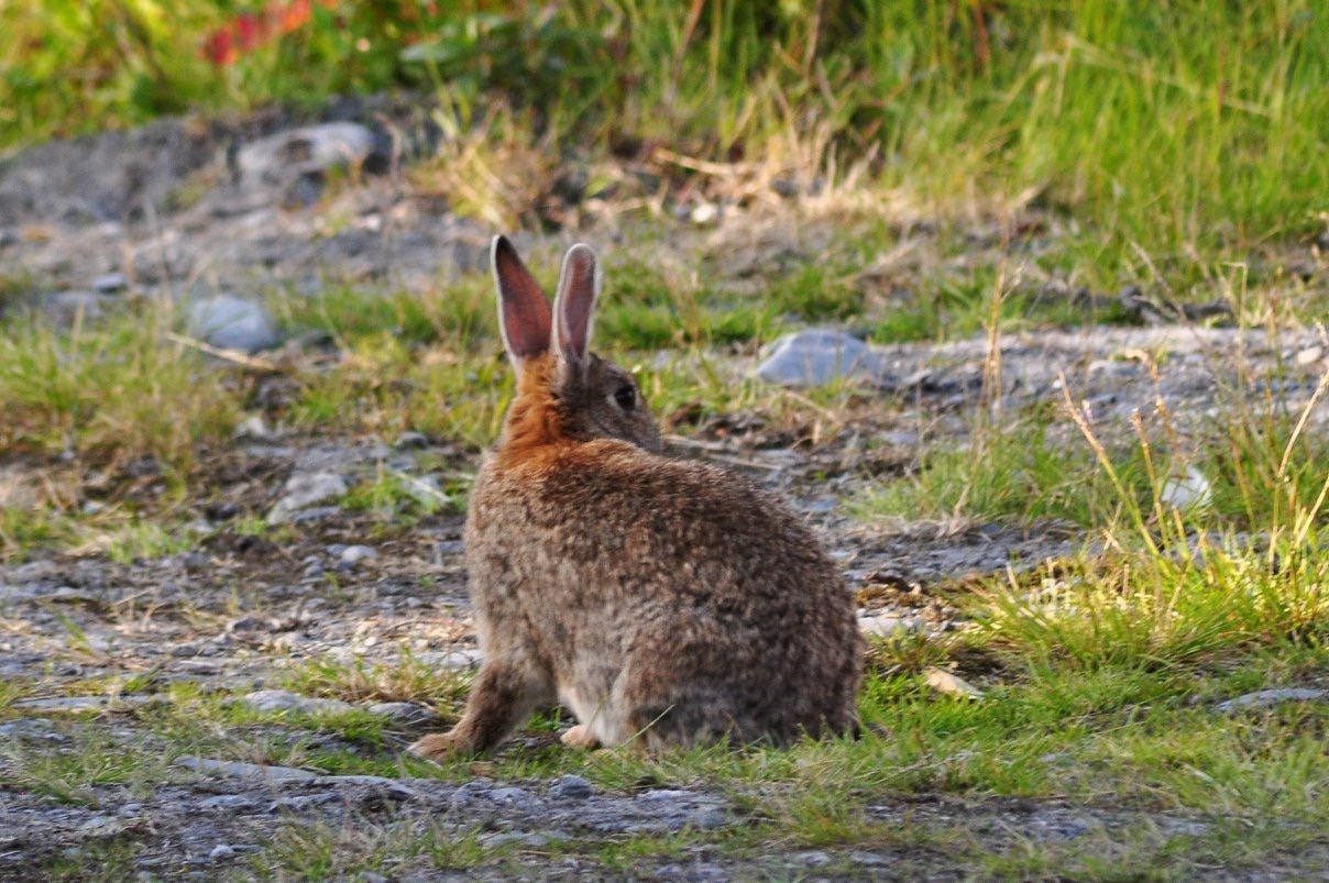 Feral European (domestic) Rabbit - Alaska