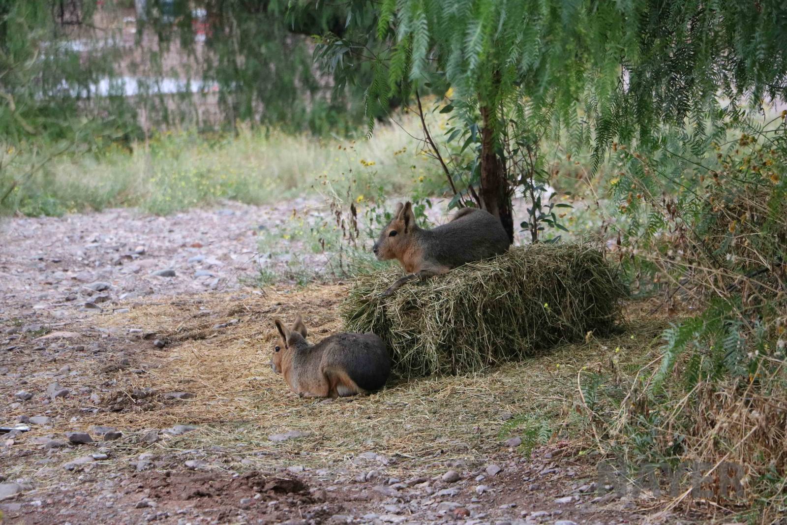 Feral/free-ranging (?) mara - Mendoza Zoo, April 2016