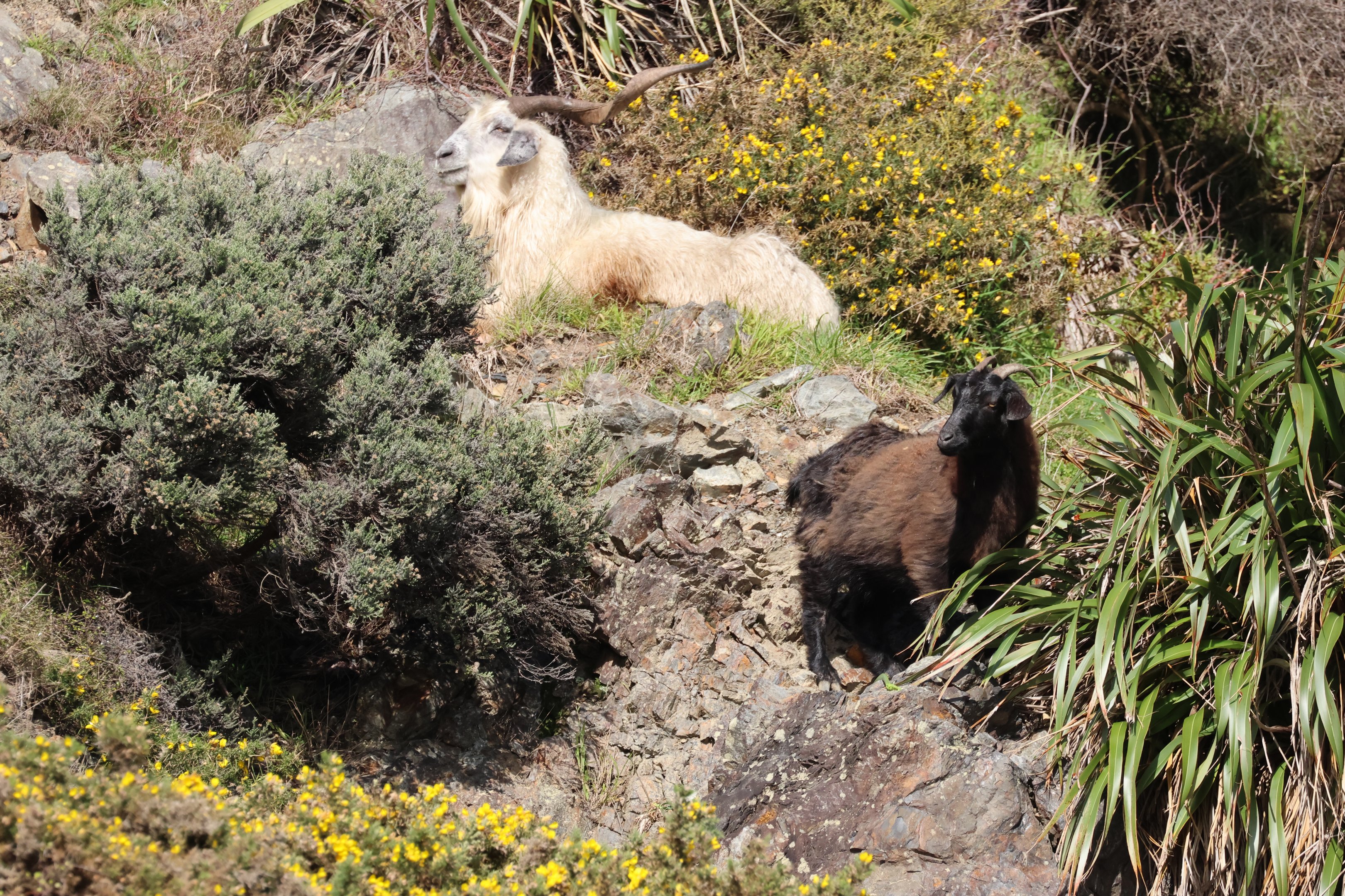 Feral Goat (Capra aegagrus hircus) duo, Pencarrow Coast Road (Lower Hutt, Wellington)