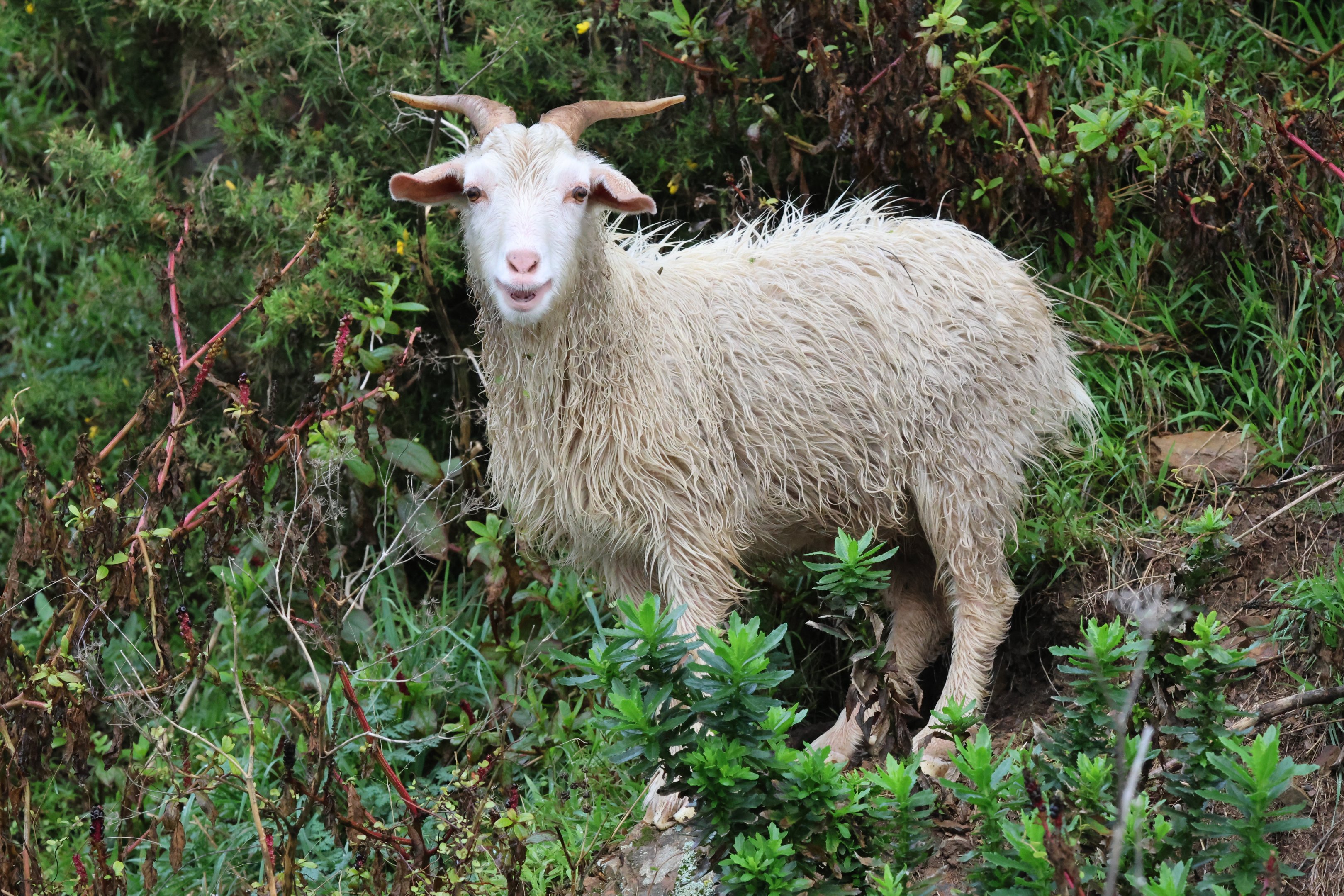Feral Goat (Capra aegagrus hircus), Pencarrow Coast Road (Lower Hutt, Wellington)