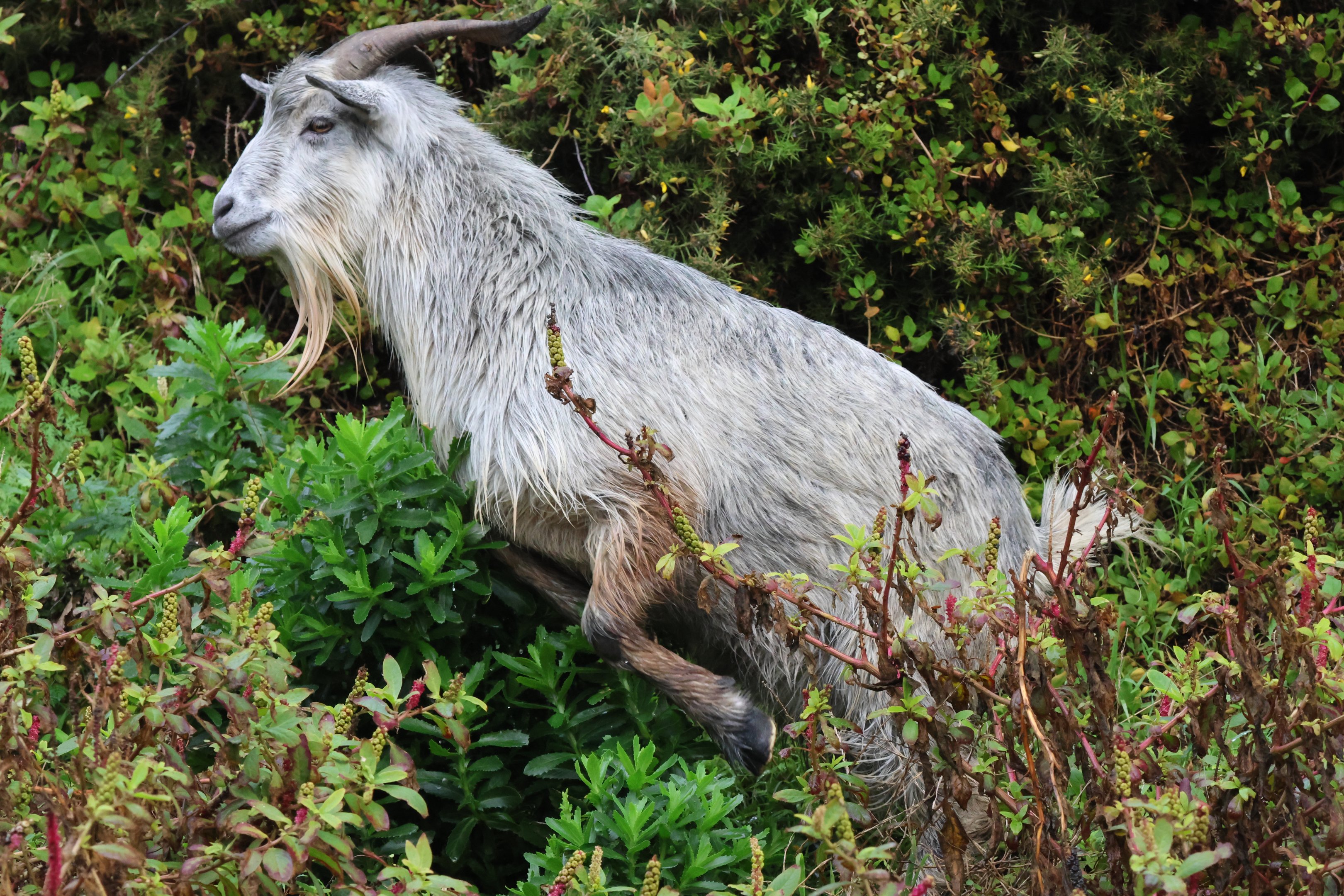 Feral Goat (Capra aegagrus hircus), Pencarrow Coast Road (Lower Hutt, Wellington)