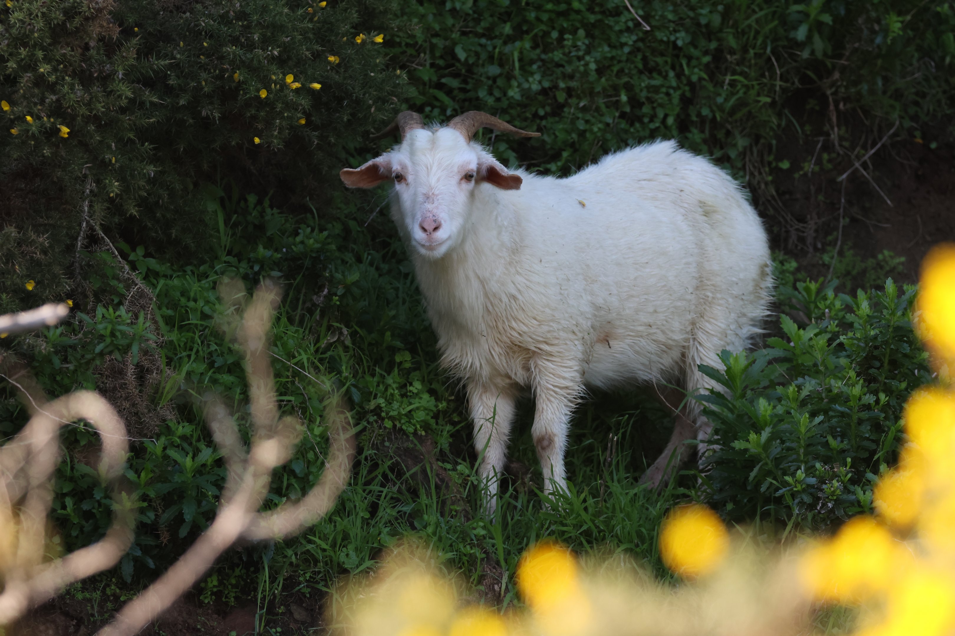 Feral Goat (Capra aegagrus hircus), Pencarrow Coast Road (Lower Hutt, Wellington)