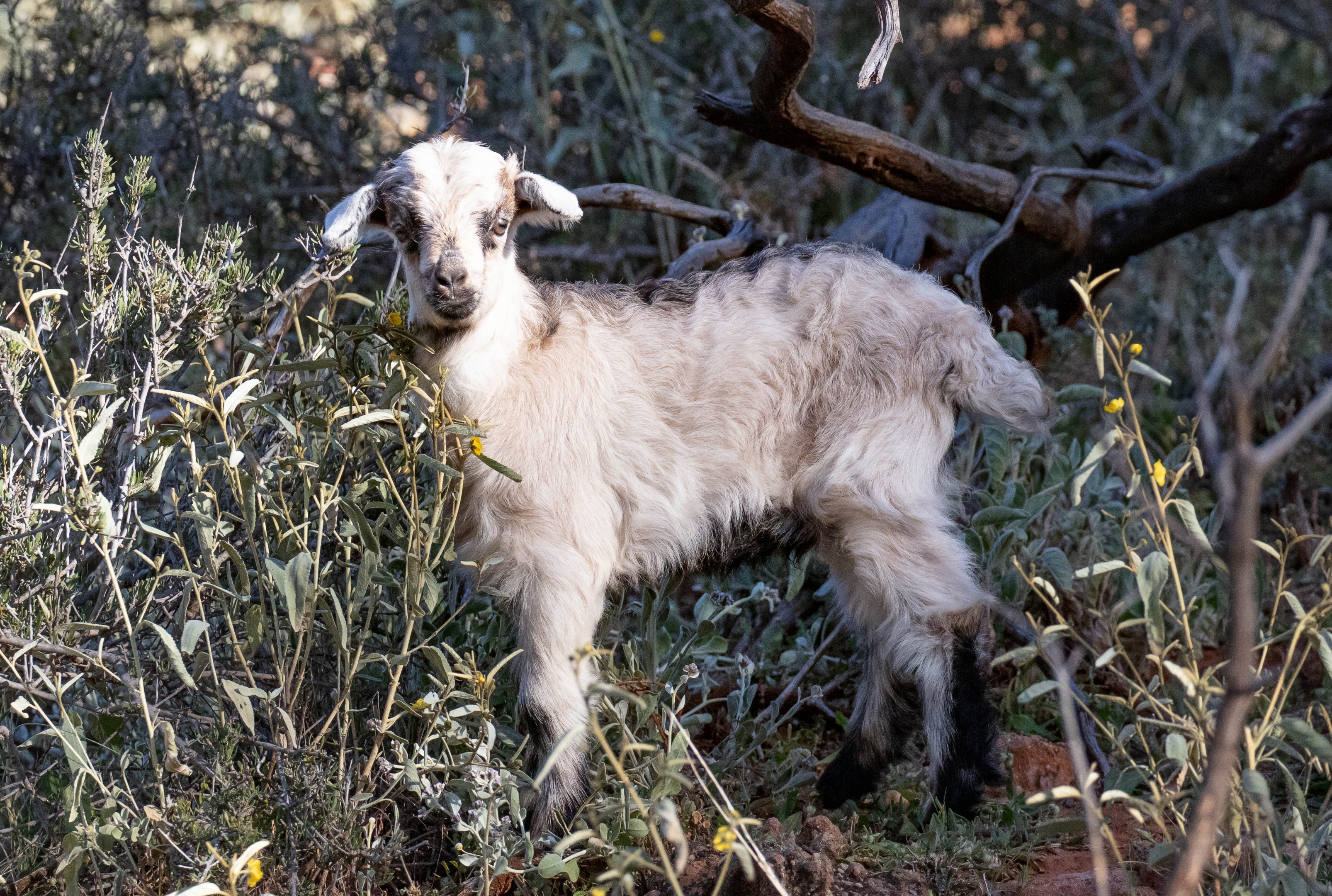 Feral Goat