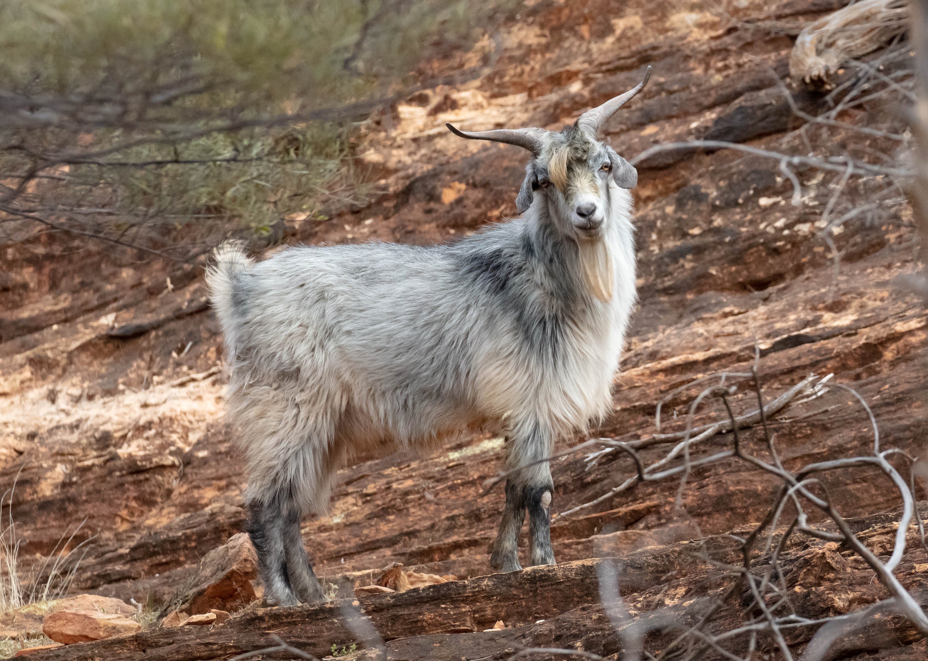 Feral Goat
