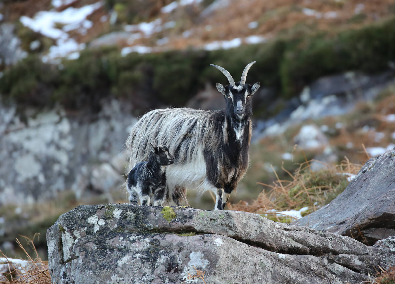 Feral Goats, Scotland