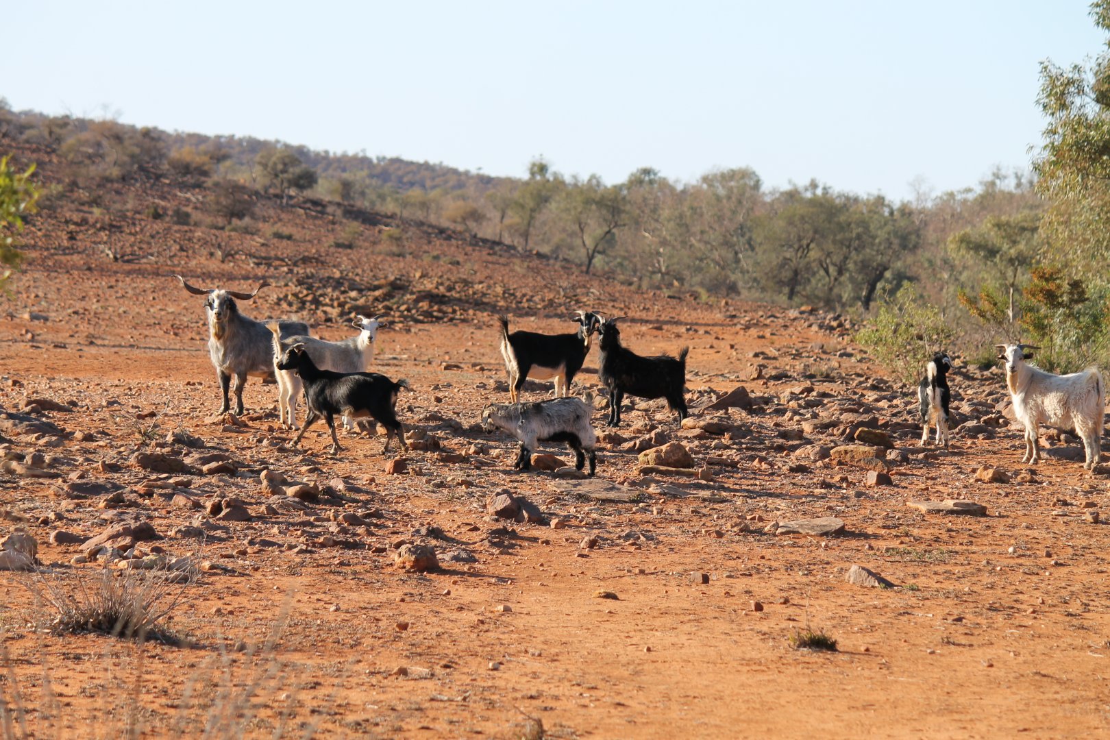 Feral Goats