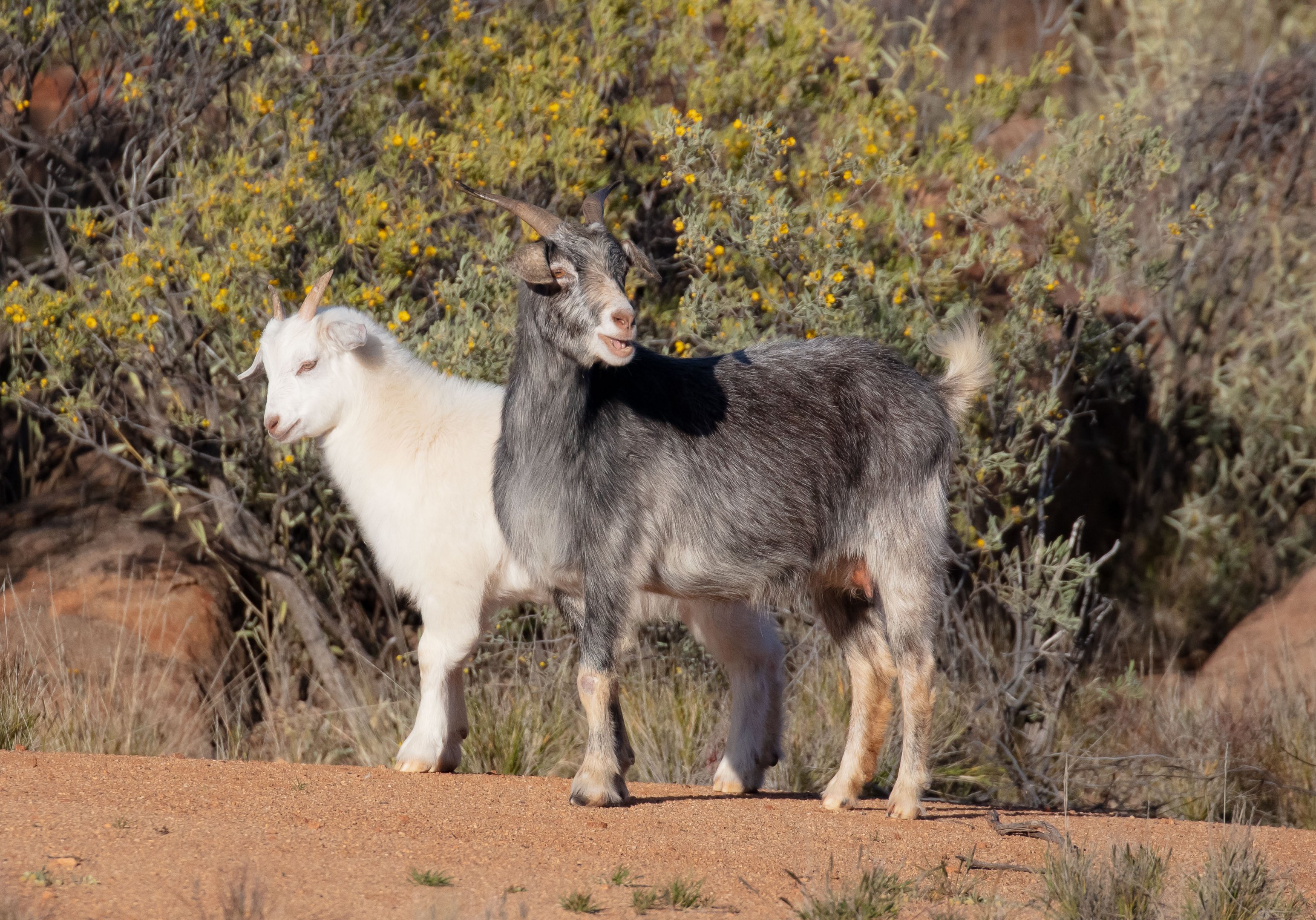 Feral Goats