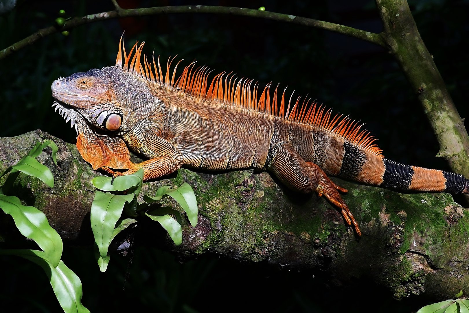Feral Green Iguana (Iguana iguana)