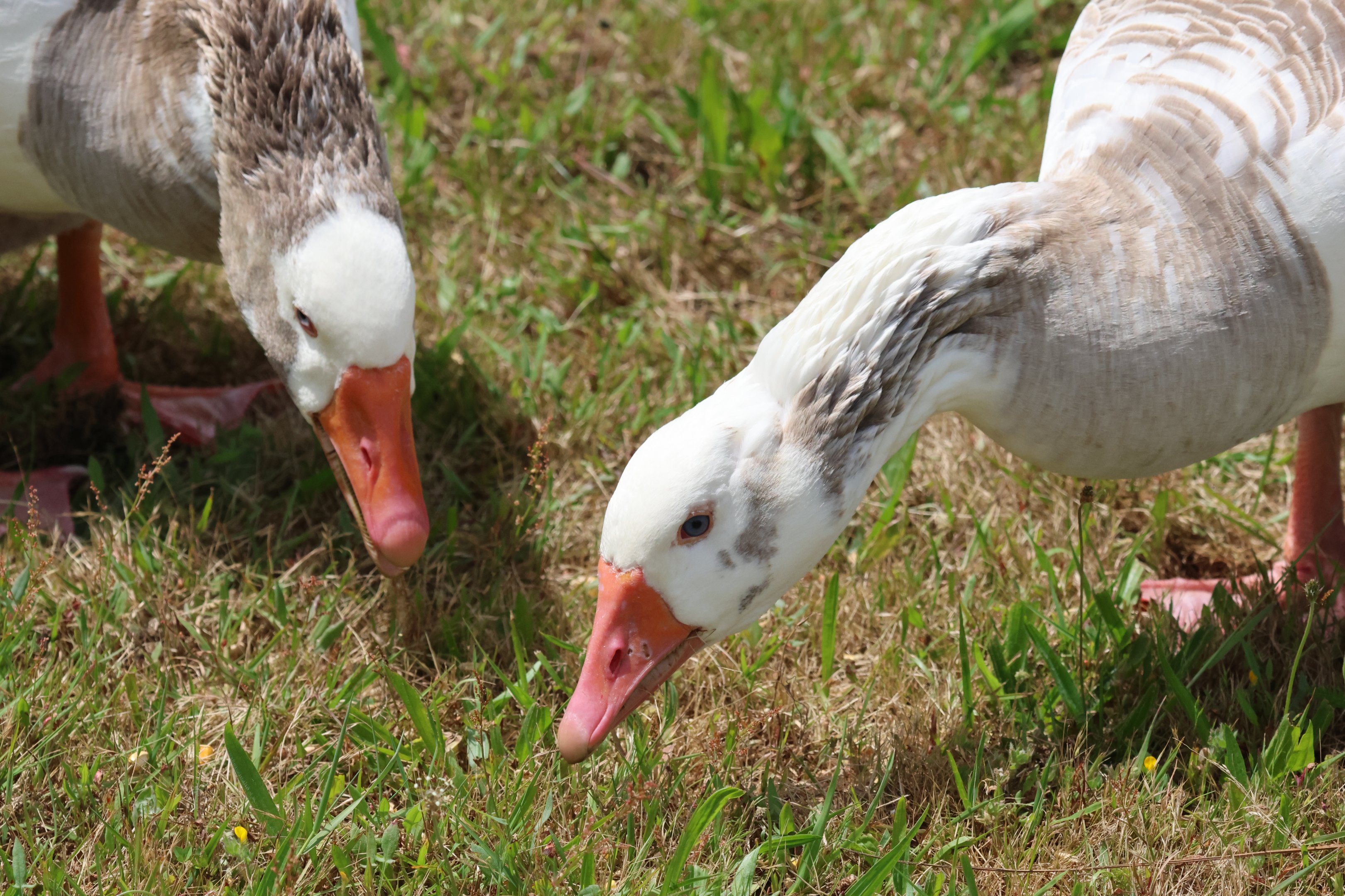 Feral Greylag Goose (Anser anser) duo, Waimanu Lagoons Reserve (Waikanae, Wellington)