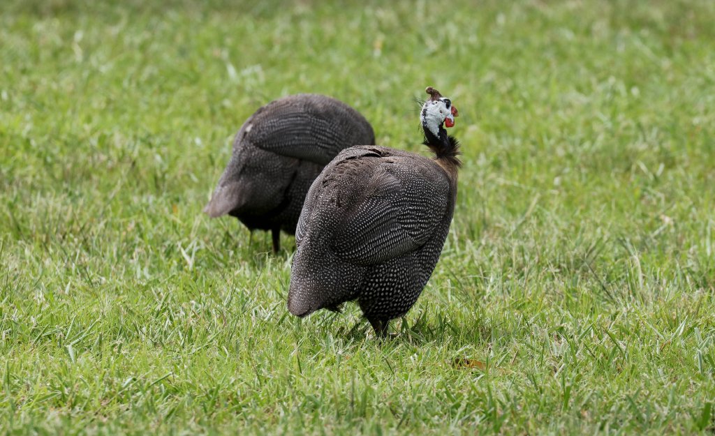 Feral Helmeted Guineafowl