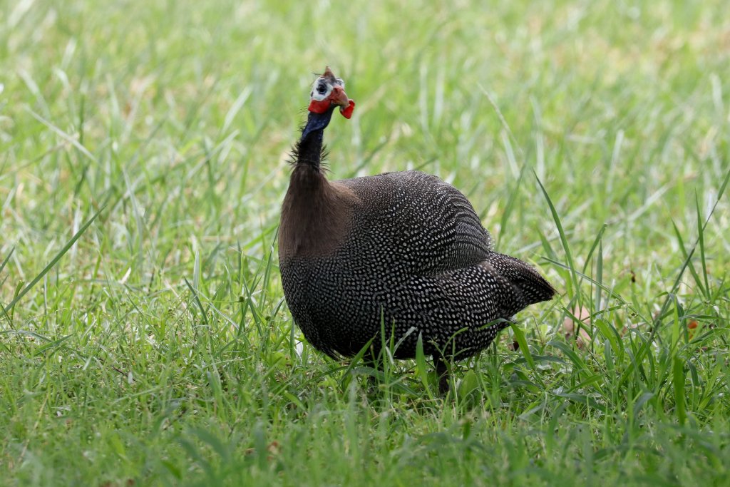 Feral Helmeted Guineafowl