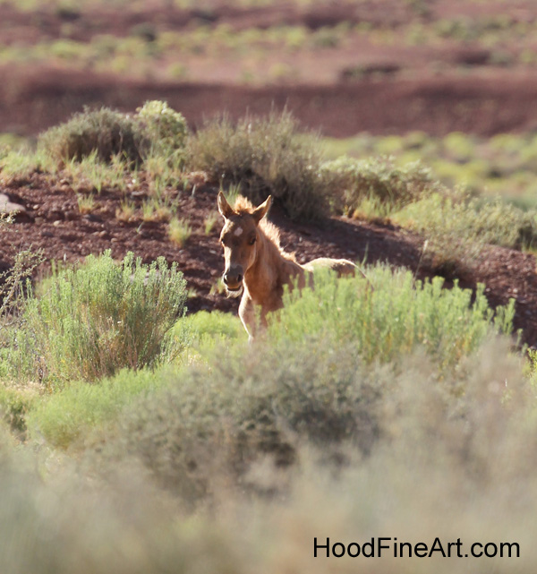 Feral Horse Foal