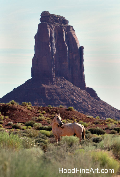 Feral Horse Stallion