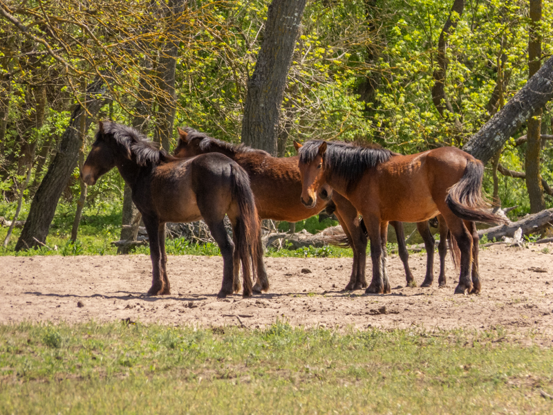 feral horses at Latea forest in the Danube Delta