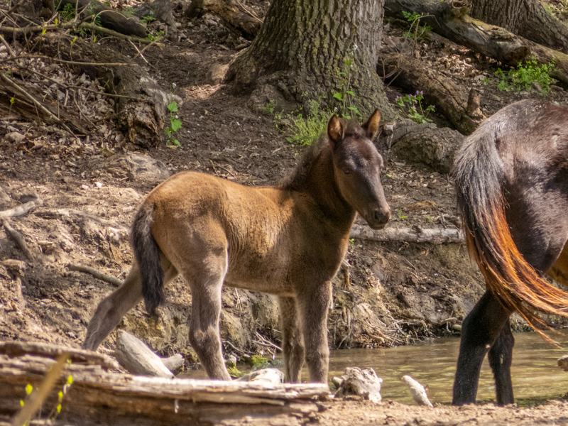 feral horses at Latea forest in the Danube Delta