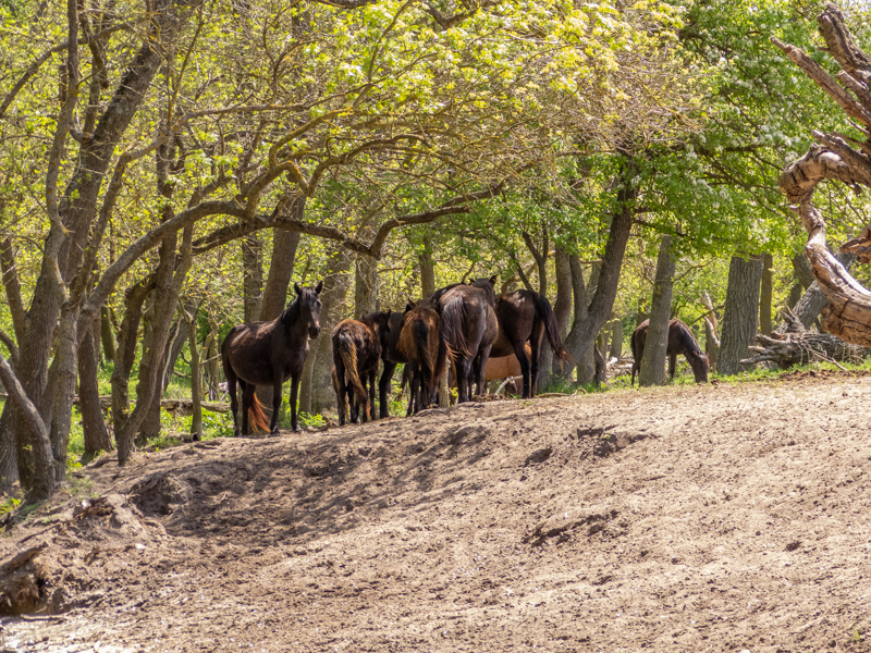feral horses at Latea forest in the Danube Delta