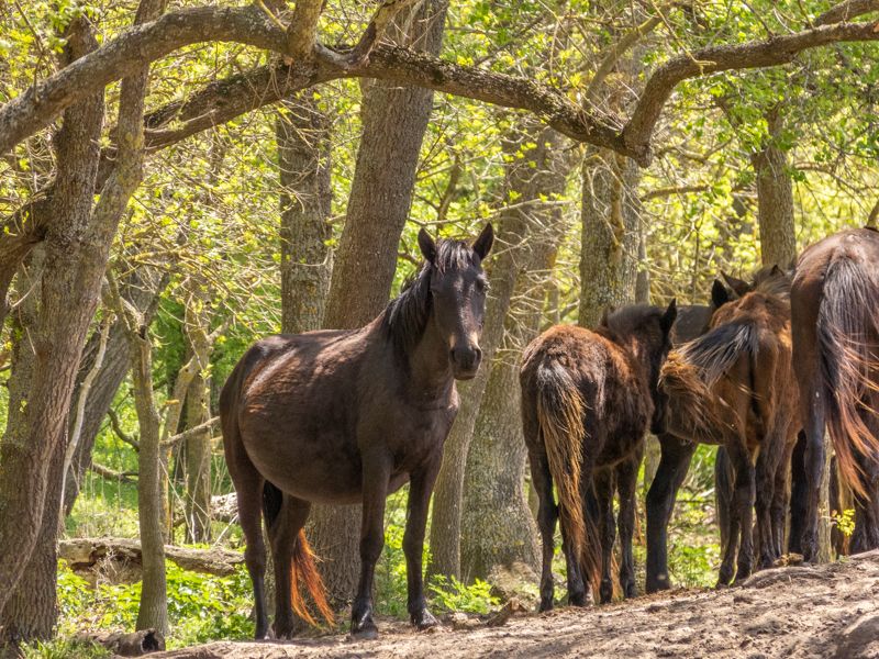 feral horses at Latea forest in the Danube Delta