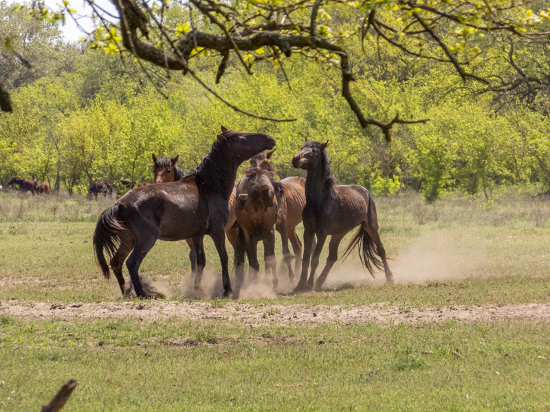 feral horses at Latea forest in the Danube Delta
