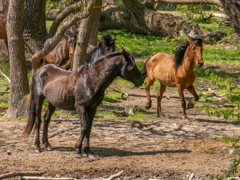 feral horses at Latea forest in the Danube Delta