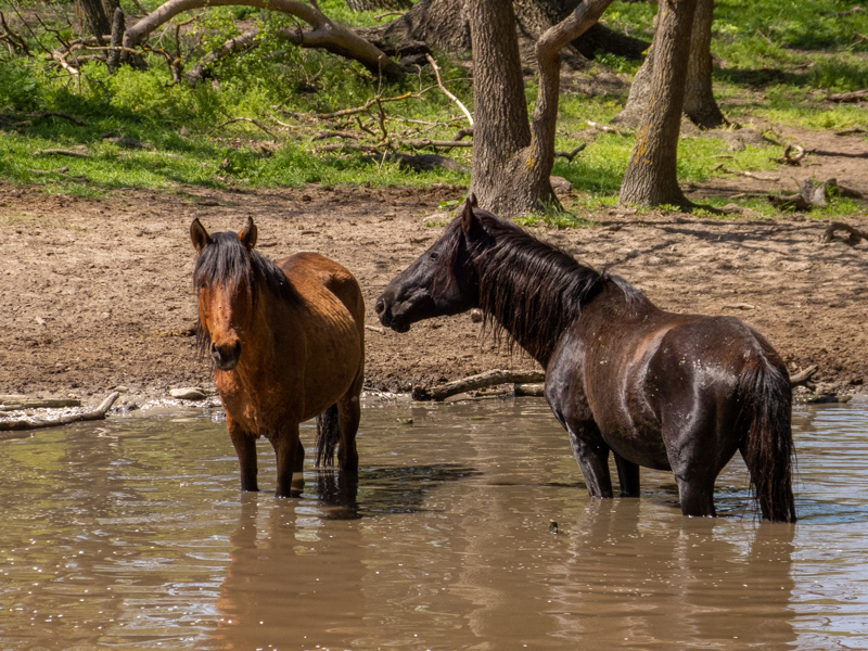 feral horses at Latea forest in the Danube Delta