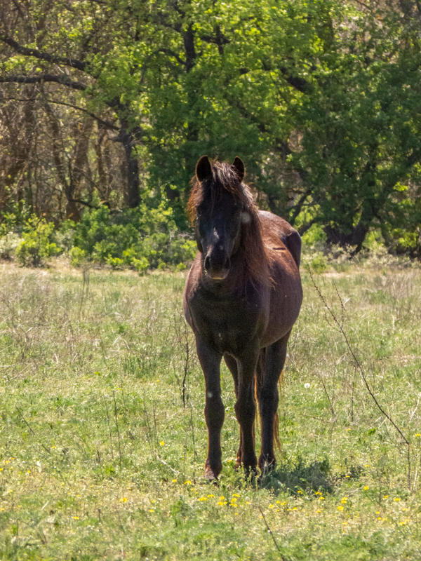 feral horses at Latea forest in the Danube Delta