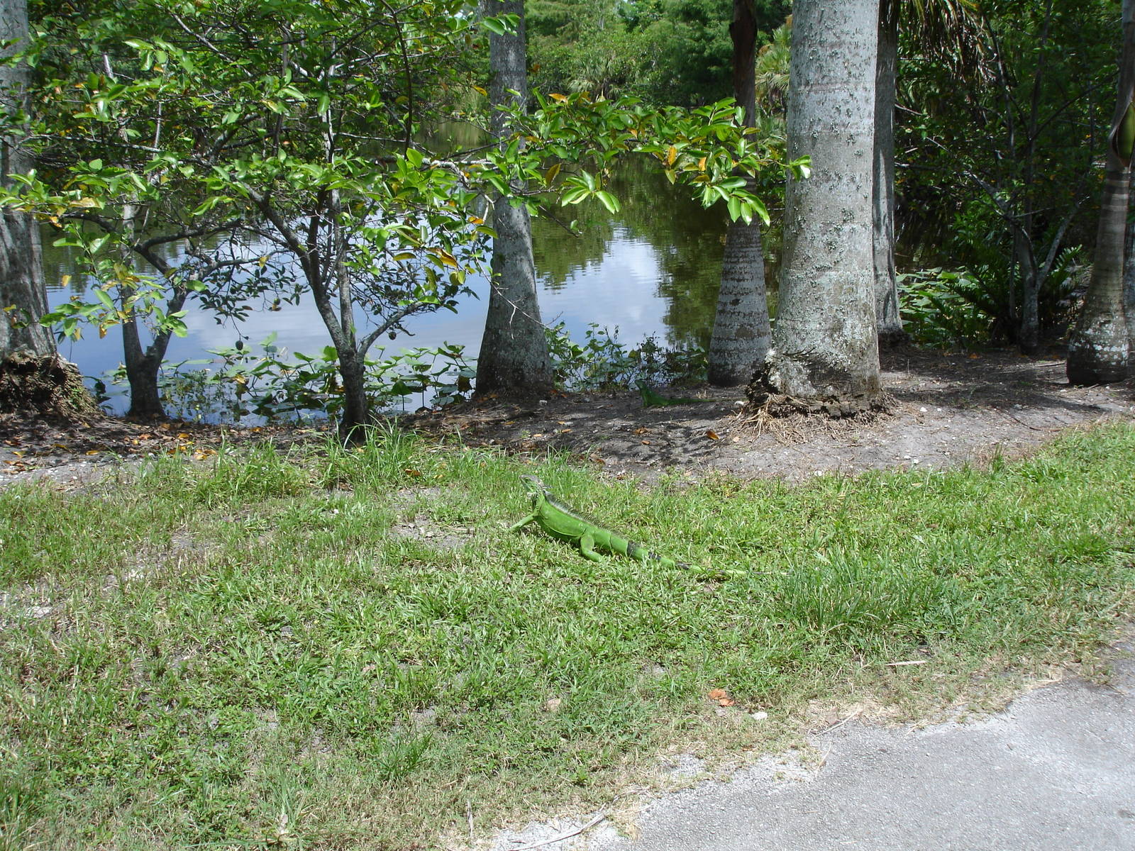 Feral Iguana